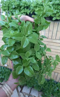 گلهای یخ ناز