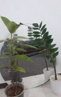 آینه