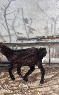 بره سیاه نر