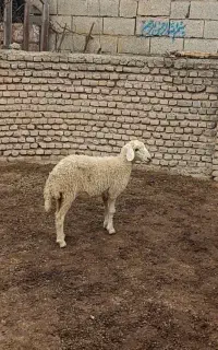 بره ماده قزل افشار،جنس دار ،از نسل گوسفند پلنگی