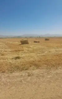 پرس گندم کلش بدون خاک