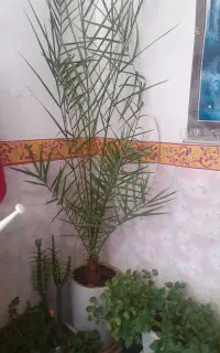 گل طببعی برای خانه وبانکها