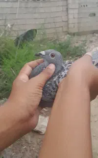 کبوتر
