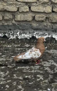 سینه زرد
