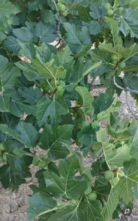 درخت انجیر در منطقه خیر روستای مبارک اباد کرنارو