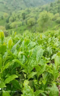 چای ارگانیک ایرانی