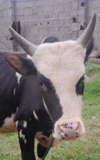 ورزا کوله چالوسی