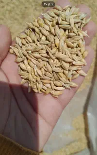 جو درجه یک