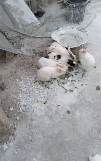 ۶تاخرگوش بزرگ ومولددونه ای ۴۰۰