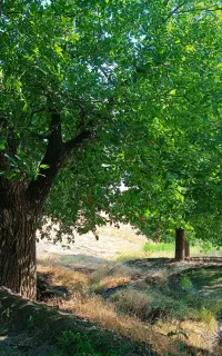 خریدار چوب انواع درختان