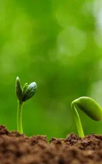 کود ارگانیک و تقویت کننده گیاه/مناسب انواع کشت
