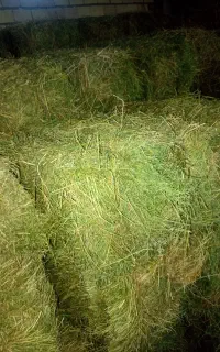 یونجه درجه یک بدون علف بدون رطوبت بدون سرطان