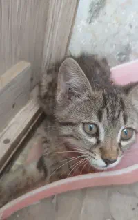 بچه گربه2ماهه