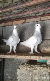 کبوتر طوقی الماسی نر