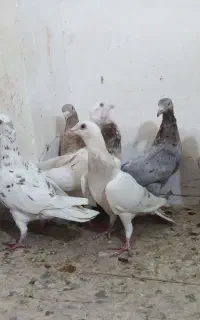 هفرنگ دمسفید دمبی
