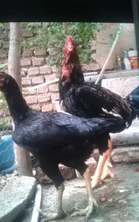 مرغ و خروس افغان