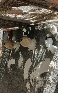 کبوتر طوقی خوب