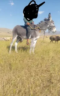 خر‌نر‌‌2ساله