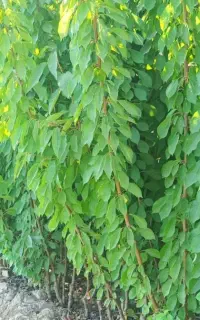 نهال گیلاس خوشه ای