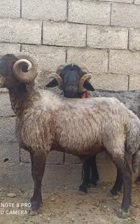 سه عدد قوچ افشاری
