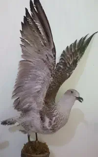 پرنده دکوری
