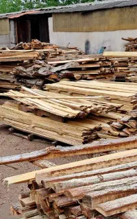 دنیای چوب صنوبر / جنگلی و نراد / اسلب ، روستیک