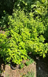 اکوبا وشمشاد طلایی و سبز