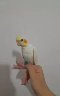 عروس هلندی سه ماهه