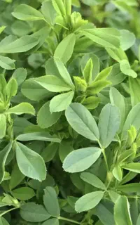 یونجه