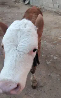 گوساله سیمنتال
