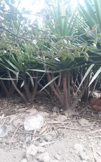 یوکا زمینی