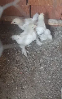 جوجه برهما ۴عدد ۲ماهه اصل روما نی