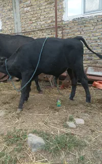 گاولیشه دورگ وگوساله نر انگوس