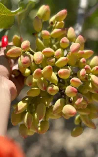 فروش نهال پسته هیبریدی