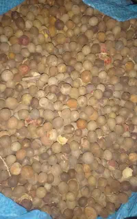 هسته خرمای وحشی
