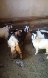 فروش بزغاله
