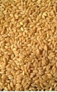 گندم بذری آبی پیشگام
