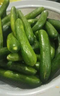 خیار بوته‌ ای و شوری درجه یک