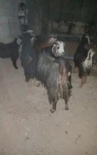 ۴راس بز یکیشون دیروز زایده اون۳تا هم ۳ماه ابست