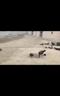 کود گوسفندی