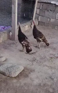 بوقلمون