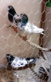 کبوتر پاکستانی تیدی پیور