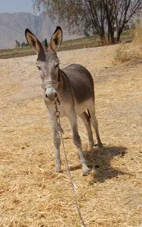 اولاغ ماده