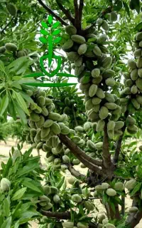 نهال میوه وبادام درجه‌یک با ضمانت اصالت و سلامت