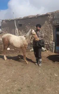 کره اسب نر