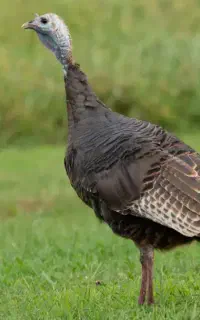 یک عدد بوقلمون به 6جوجه 3ماهه
