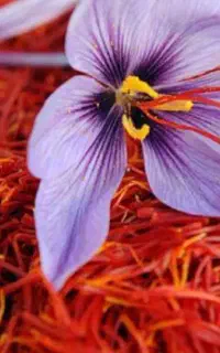زعفران اعلی