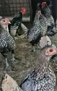 تخم مرغ سبرایت سیلور نطفه دار