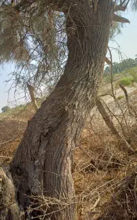 خریدار و قطع انواع درختان رایگان