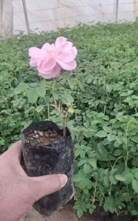 فروش نهال گل محمدی کاشان